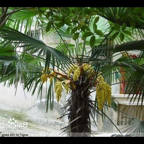 綜合無題幼 棕櫚樹風水